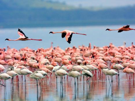 Flamingos-Lake-Nakuru-Kenya